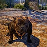 dog, outdoor, tree, chain_collar, dirt_path, building, shadow, evening, muscular, pet, animal, nature, fence, grass, serious_expression, canine, park, ground, leash, urban