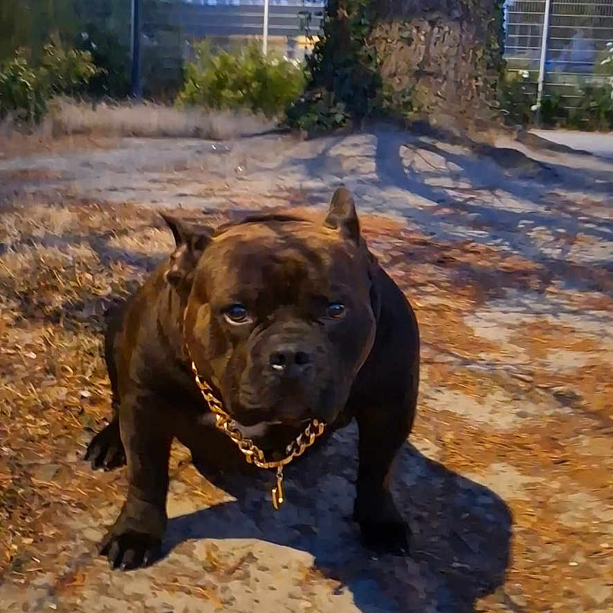 Urko a rejoint le concours — aidez-le/la à gagner de superbes lots ! dog, outdoor, tree, chain_collar, dirt_path, building, shadow, evening, muscular, pet, animal, nature, fence, grass, serious_expression, canine, park, ground, leash, urban