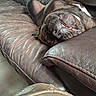 Urko participe au concours pour gagner de l'argent avec cette photo : dog, brown_leather_couch, upside_down, relaxed, smiling, teeth, pet, indoor, canine, fur, animal, comfortable, home, cozy, resting, snout, ears, tongue, close_up, playful