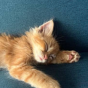 Billy a rejoint le concours — aidez-le/la à gagner de superbes lots ! kitten, cat, orange_cat, sleeping, fluffy, fur, paw, pink_paw_pads, toe_beans, resting, relaxed, cute, adorable, pet, animal, blue_chair, indoor, closeup, portrait, nap