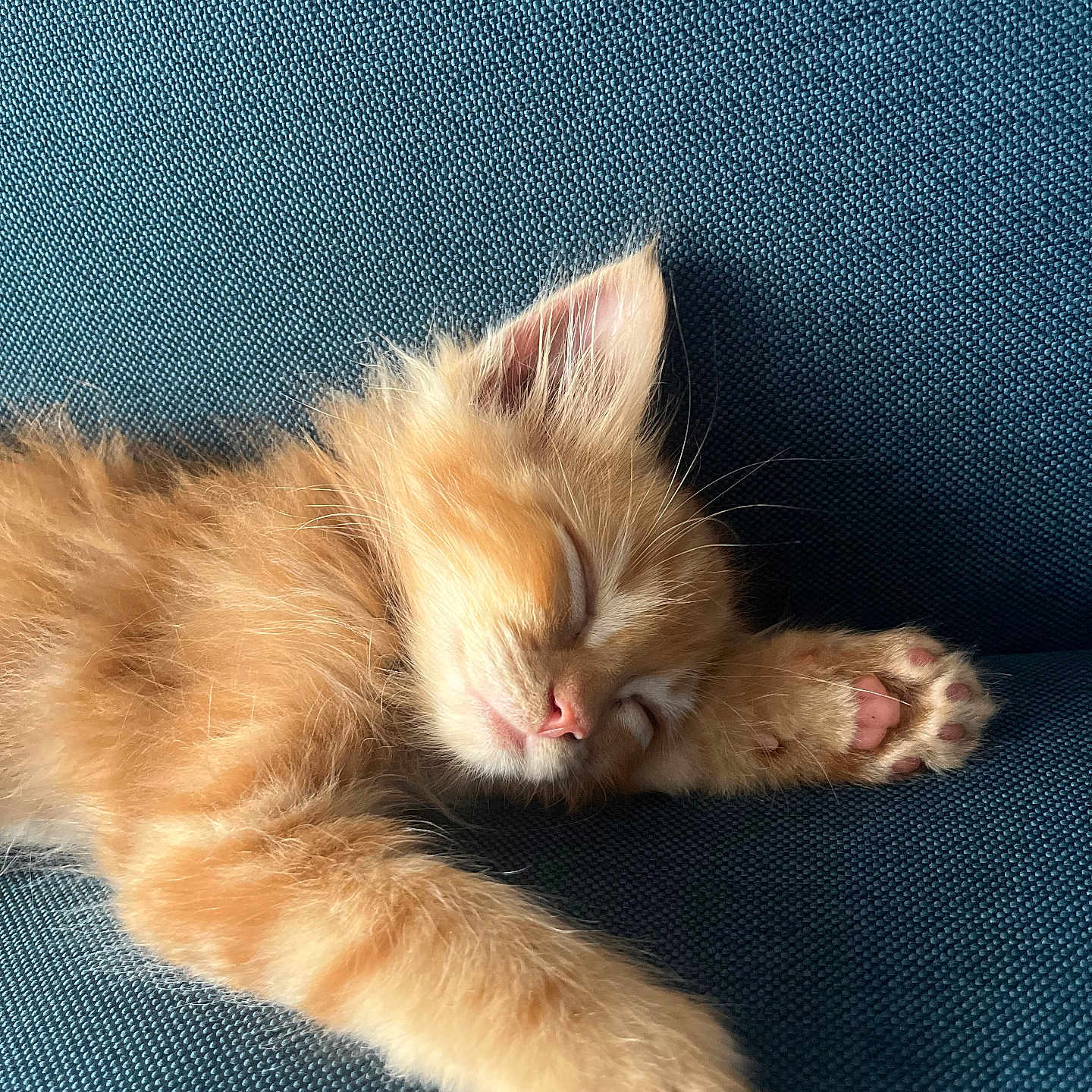 Billy a rejoint le concours — aidez-le/la à gagner de superbes lots ! kitten, cat, orange_cat, sleeping, fluffy, fur, paw, pink_paw_pads, toe_beans, resting, relaxed, cute, adorable, pet, animal, blue_chair, indoor, closeup, portrait, nap