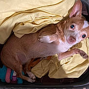 Trixie is registered to the contest to win money with this photo: dog, small_dog, laundry_basket, clothes, yellow_cloth, brown_dog, white_dog, plush_toy, blue_toy, pet, indoor, relaxed, curious, ears_up, animal, domestic_animal, resting, cute, furniture, fabric