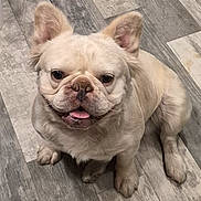 Casper is registered to the contest to win money with this photo: dog, french_bulldog, puppy, pet, animal, cute, indoor, floor, looking_up, ears, tongue, sitting, fur, canine, companion, adorable, playful, domestic, friendly, closeup