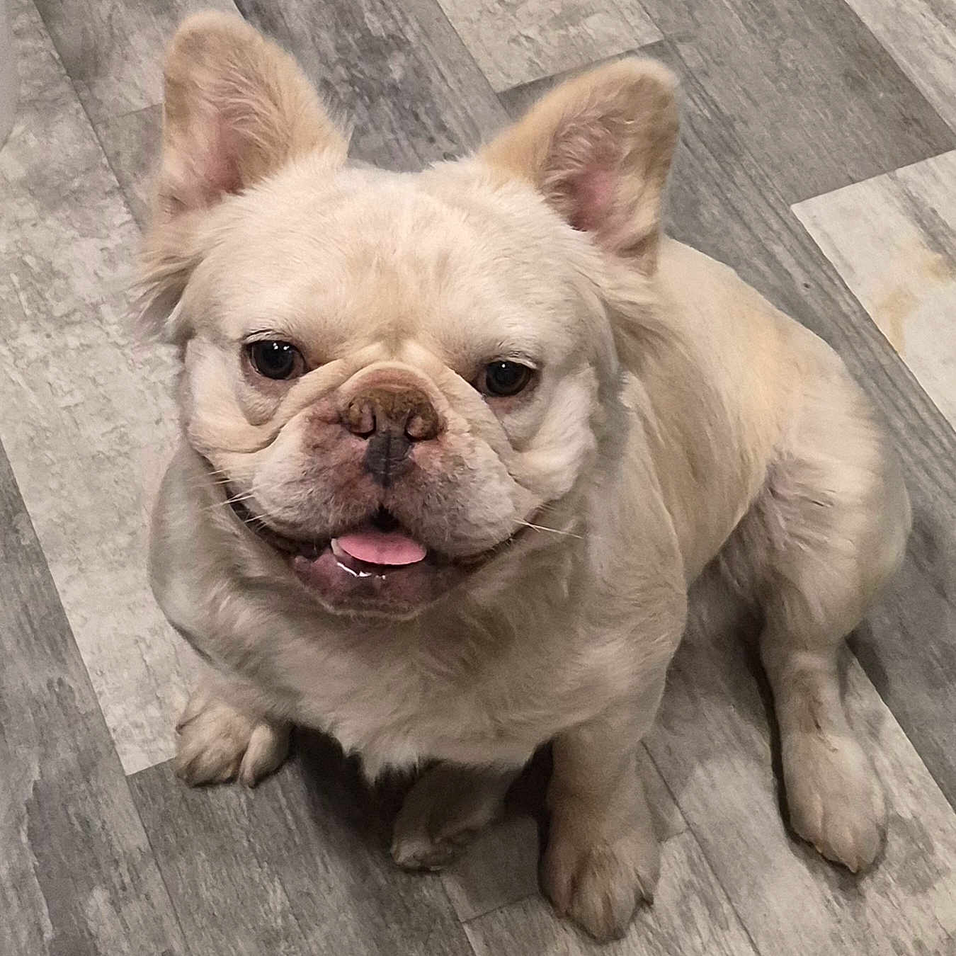 Casper is registered to the contest to win money with this photo: dog, french_bulldog, puppy, pet, animal, cute, indoor, floor, looking_up, ears, tongue, sitting, fur, canine, companion, adorable, playful, domestic, friendly, closeup
