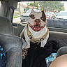 Benito is registered to the contest to win money with this photo: animal, blanket, bulldog, car_interior, dog, domestic_animal, face, fur, happy, harness, indoor, leisure, neighborhood, parked_cars, pet, seat, smiling, transportation, vehicle, window