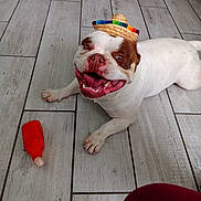 Benito is registered to the contest to win money with this photo: animal, brown_spots, bulldog, cheerful, cute, dog, floor, happy, indoor, lying_down, pet, playful, red_toy, small_hat, smiling, sombrero, tongue_out, toy, white_dog, wood_floor