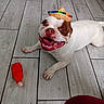 animal, brown_spots, bulldog, cheerful, cute, dog, floor, happy, indoor, lying_down, pet, playful, red_toy, small_hat, smiling, sombrero, tongue_out, toy, white_dog, wood_floor