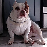 Benito joined the competition — help win amazing prizes! animal, brown_spot, bulldog, canine, chain_collar, companion, dog, door, expression, floor, furniture, home, indoor, muscular, paw, pet, portrait, sitting, tile_floor, white_dog