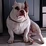 animal, brown_spot, bulldog, canine, chain_collar, companion, dog, door, expression, floor, furniture, home, indoor, muscular, paw, pet, portrait, sitting, tile_floor, white_dog