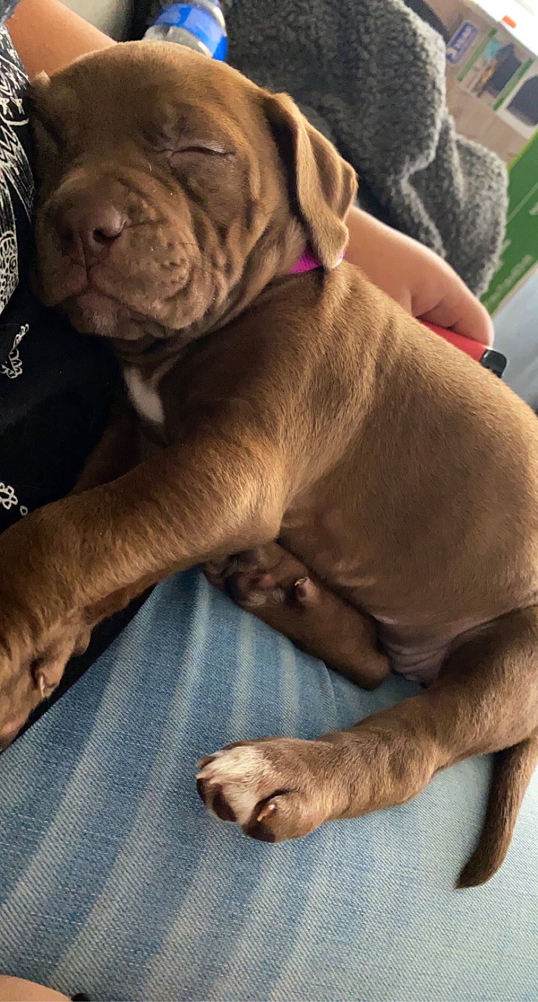 Ruby is registered to the contest to win money with this photo: canidae, carnivore, comfort, companion_dog, dog, dog_breed, dog_collar, dog_supply, fawn, foot, fur, human_leg, liver, pet_supply, snout, sporting_group, terrestrial_animal, whiskers, working_animal, wrinkle