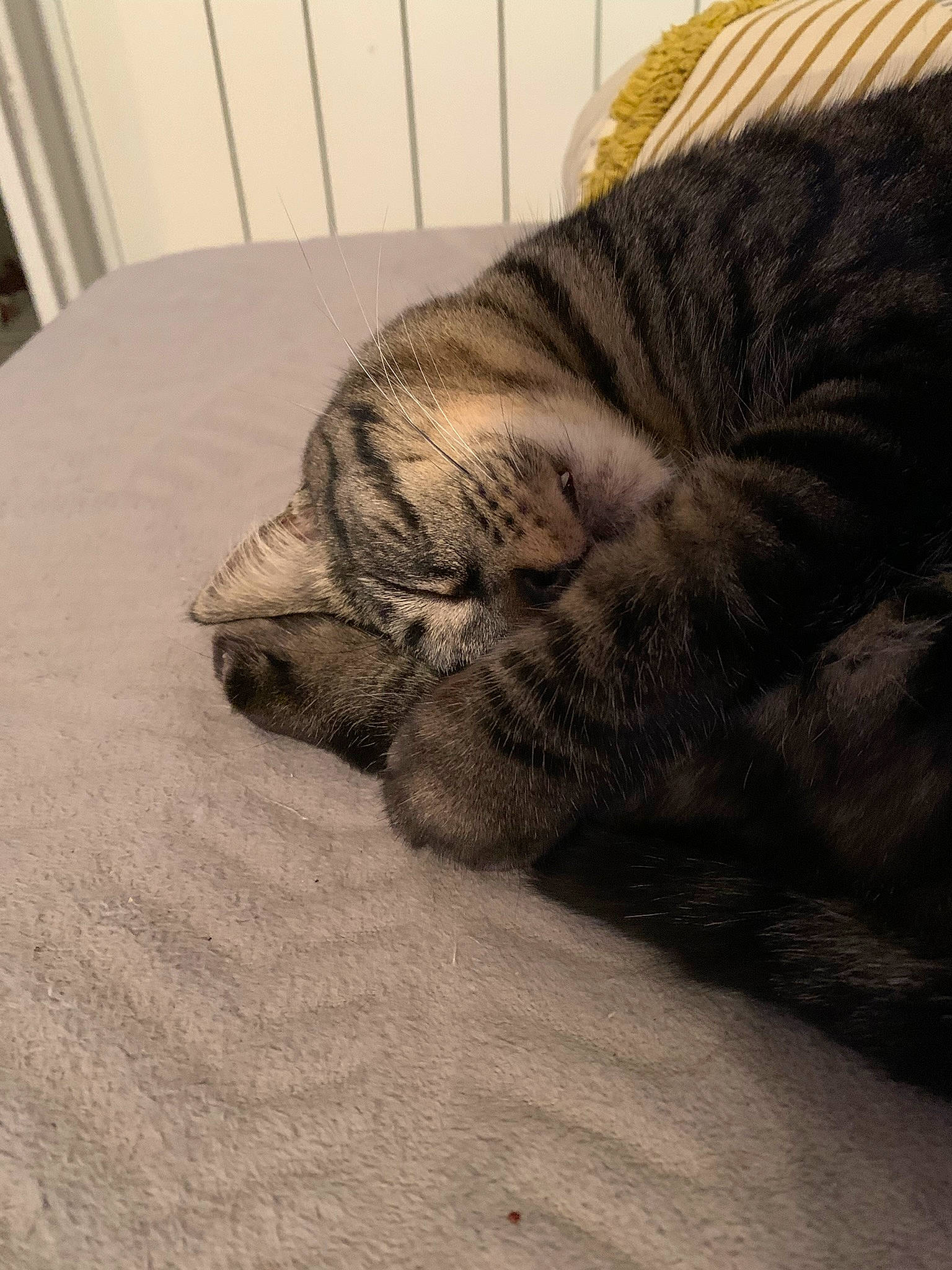 Moise participe au concours pour gagner de l'argent avec cette photo : carnivore, cat, comfort, domestic_short_haired_cat, fawn, felidae, flooring, fur, grey, hardwood, linens, nap, paw, small_to_medium_sized_cats, snout, table, tail, terrestrial_animal, whiskers, wood