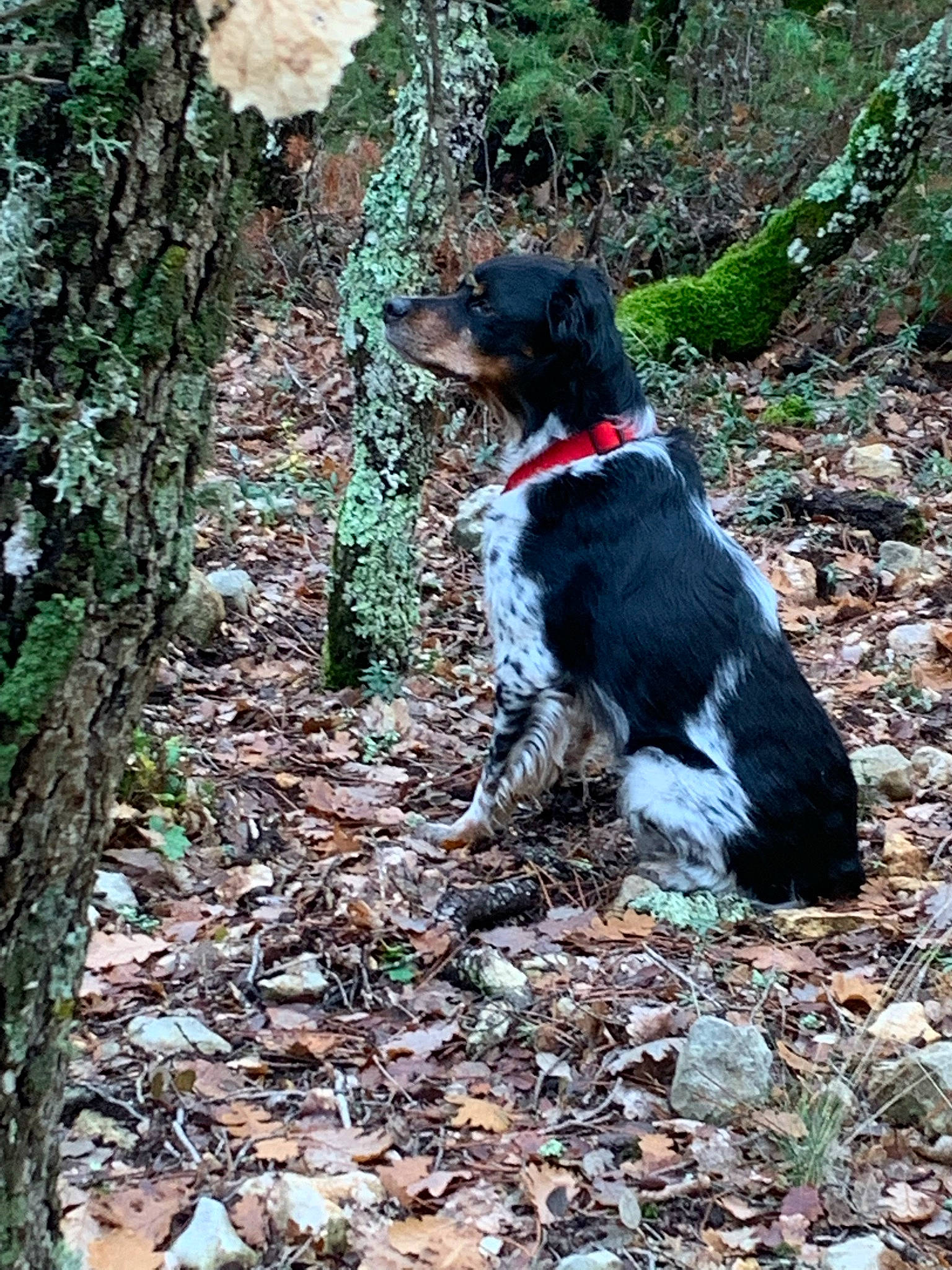 Horrus participe au concours pour gagner de l'argent avec cette photo : canidae, carnivore, companion_dog, dog, dog_breed, forest, gun_dog, hunting_dog, northern_hardwood_forest, plant, soil, sporting_group, tail, temperate_broadleaf_and_mixed_forest, tree, trunk, walking, water_dog, woodland, working_animal