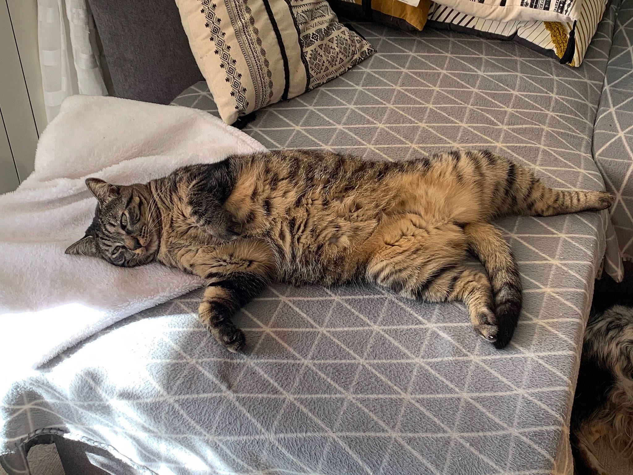 Moise participe au concours pour gagner de l'argent avec cette photo : bed, bed_sheet, bedding, carnivore, cat, comfort, domestic_short_haired_cat, fawn, felidae, flooring, fur, linens, pattern, room, small_to_medium_sized_cats, tail, terrestrial_animal, textile, whiskers, wood