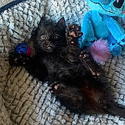 Crevette participe au concours pour gagner de l'argent avec cette photo : animal, ball, black_cat, blanket, blue_toy, closeup, cozy, cute, furry, indoor, kitten, paw, pet, playful, plush_toy, raised_paws, relaxed, small_pet, soft_texture, young_animal