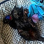 animal, ball, black_cat, blanket, blue_toy, closeup, cozy, cute, furry, indoor, kitten, paw, pet, playful, plush_toy, raised_paws, relaxed, small_pet, soft_texture, young_animal