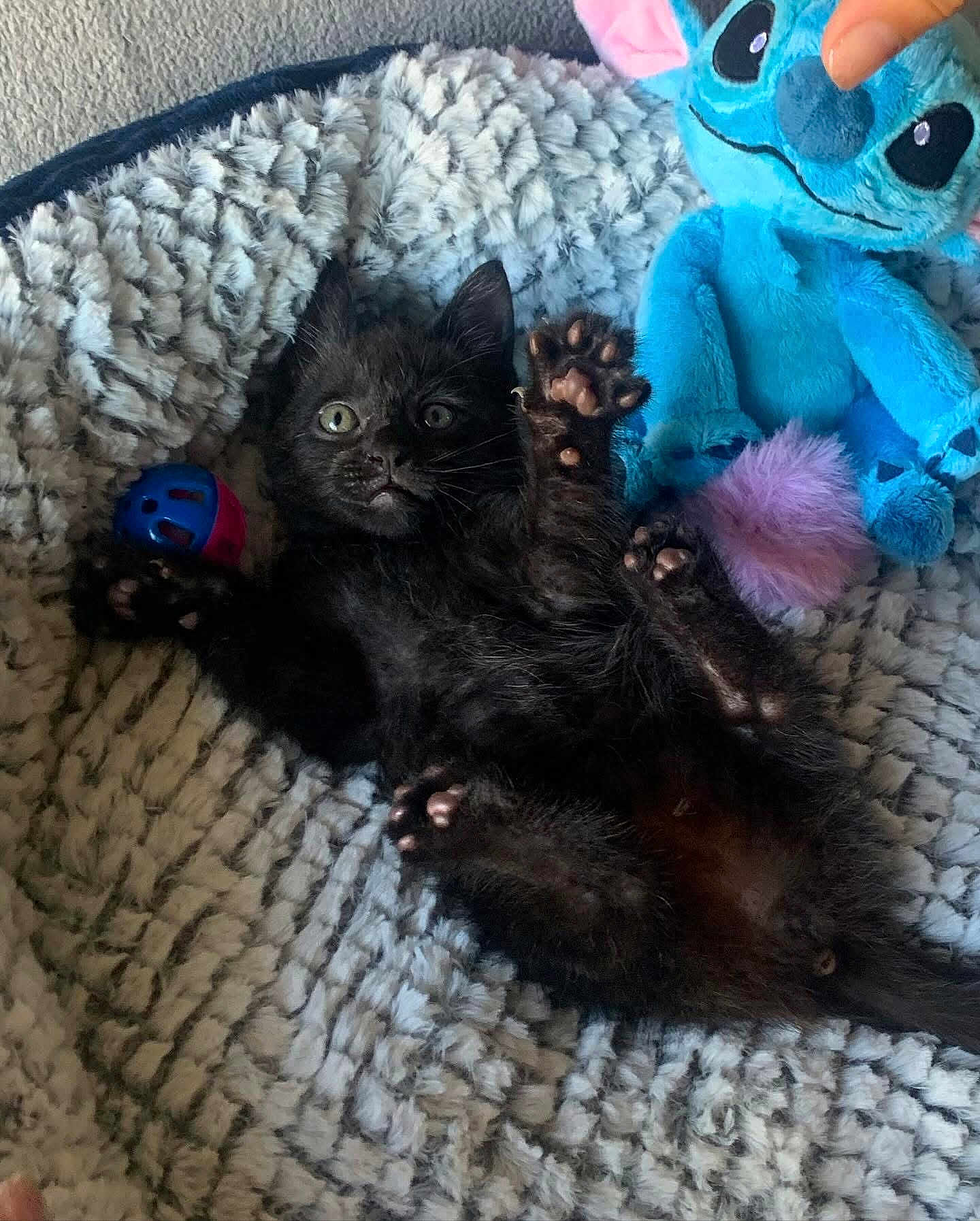 Crevette participe au concours pour gagner de l'argent avec cette photo : animal, ball, black_cat, blanket, blue_toy, closeup, cozy, cute, furry, indoor, kitten, paw, pet, playful, plush_toy, raised_paws, relaxed, small_pet, soft_texture, young_animal