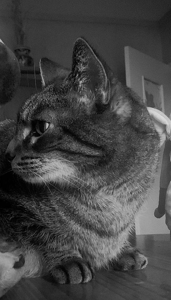 Gucci Et Chanel participe au concours pour gagner de l'argent avec cette photo : black_and_white, black_cat, carnivore, cat, chartreux, domestic_short_haired_cat, eye, felidae, fur, grey, monochrome, monochrome_photography, paw, small_to_medium_sized_cats, snout, style, tail, terrestrial_animal, whiskers, window