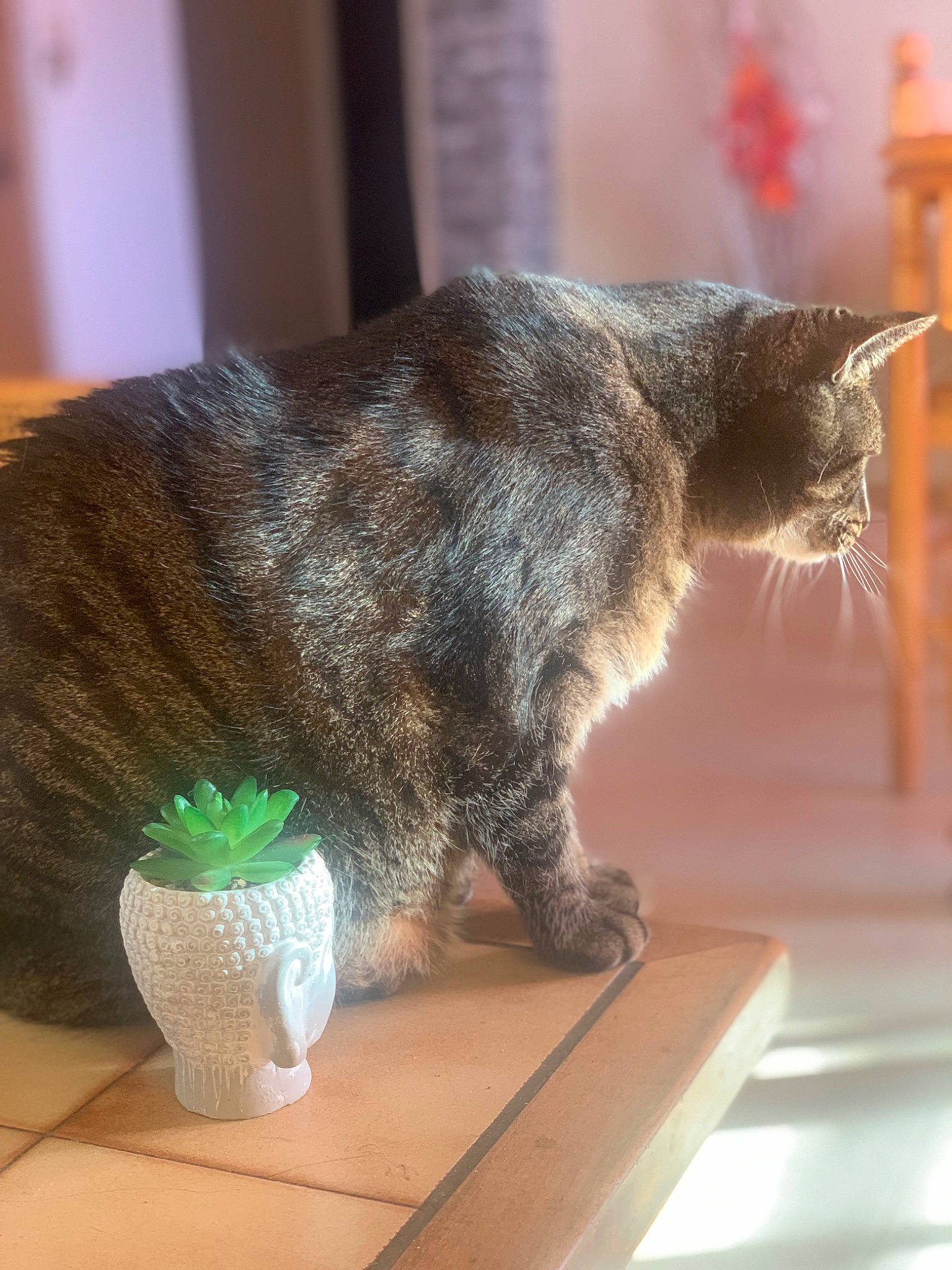 Gucci Et Chanel participe au concours pour gagner de l'argent avec cette photo : carnivore, cat, claw, comfort, domestic_short_haired_cat, felidae, flooring, fur, household_supply, paw, room, small_to_medium_sized_cats, snout, table, tail, whiskers, window, wood