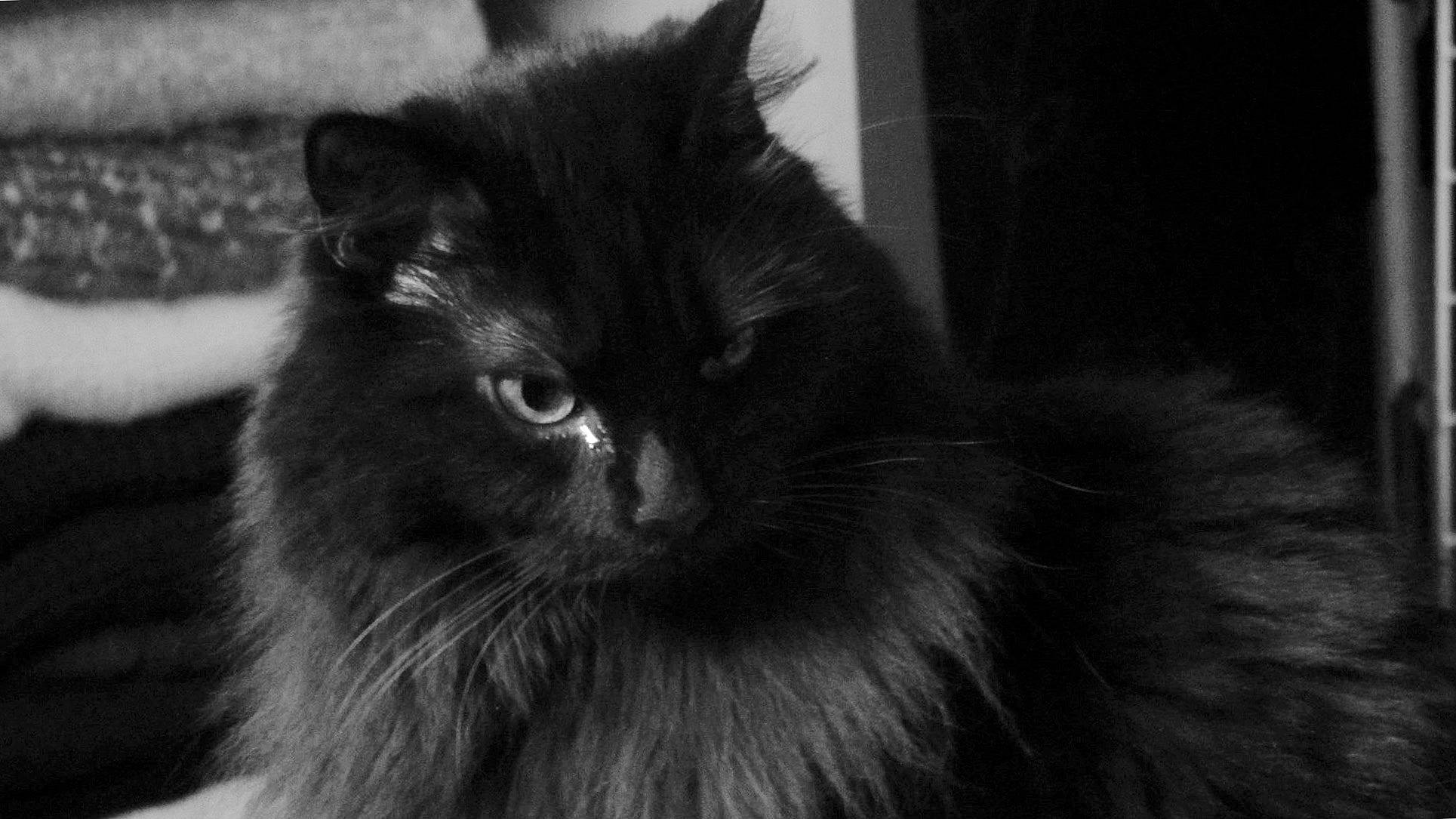 Gucci Et Chanel a rejoint le concours — aidez-le/la à gagner de superbes lots ! black_cat, carnivore, cat, darkness, felidae, fur, grey, maine_coon, monochrome, monochrome_photography, natural_material, small_to_medium_sized_cats, terrestrial_animal, whiskers