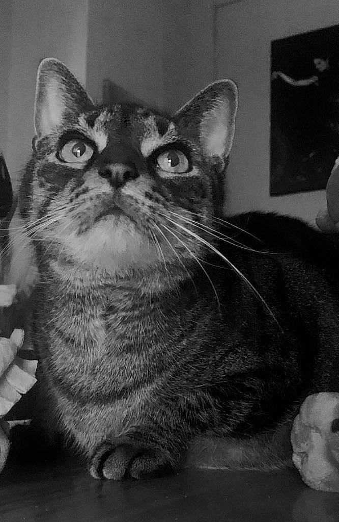 Gucci Et Chanel participe au concours pour gagner de l'argent avec cette photo : black_and_white, carnivore, cat, domestic_short_haired_cat, felidae, fur, grey, monochrome, monochrome_photography, paw, sitting, small_to_medium_sized_cats, snout, still_life_photography, style, whiskers, window