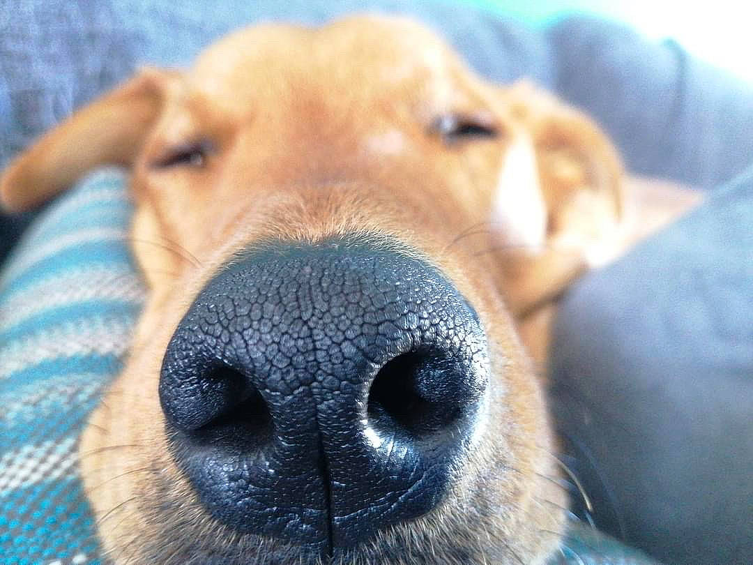 Naya participe au concours pour gagner de l'argent avec cette photo : canidae, carnivore, close_up, collar, comfort, companion_dog, dog, dog_breed, dog_supply, ear, electric_blue, eyelash, fawn, fur, paw, pet_supply, snout, sporting_group, whiskers, working_animal