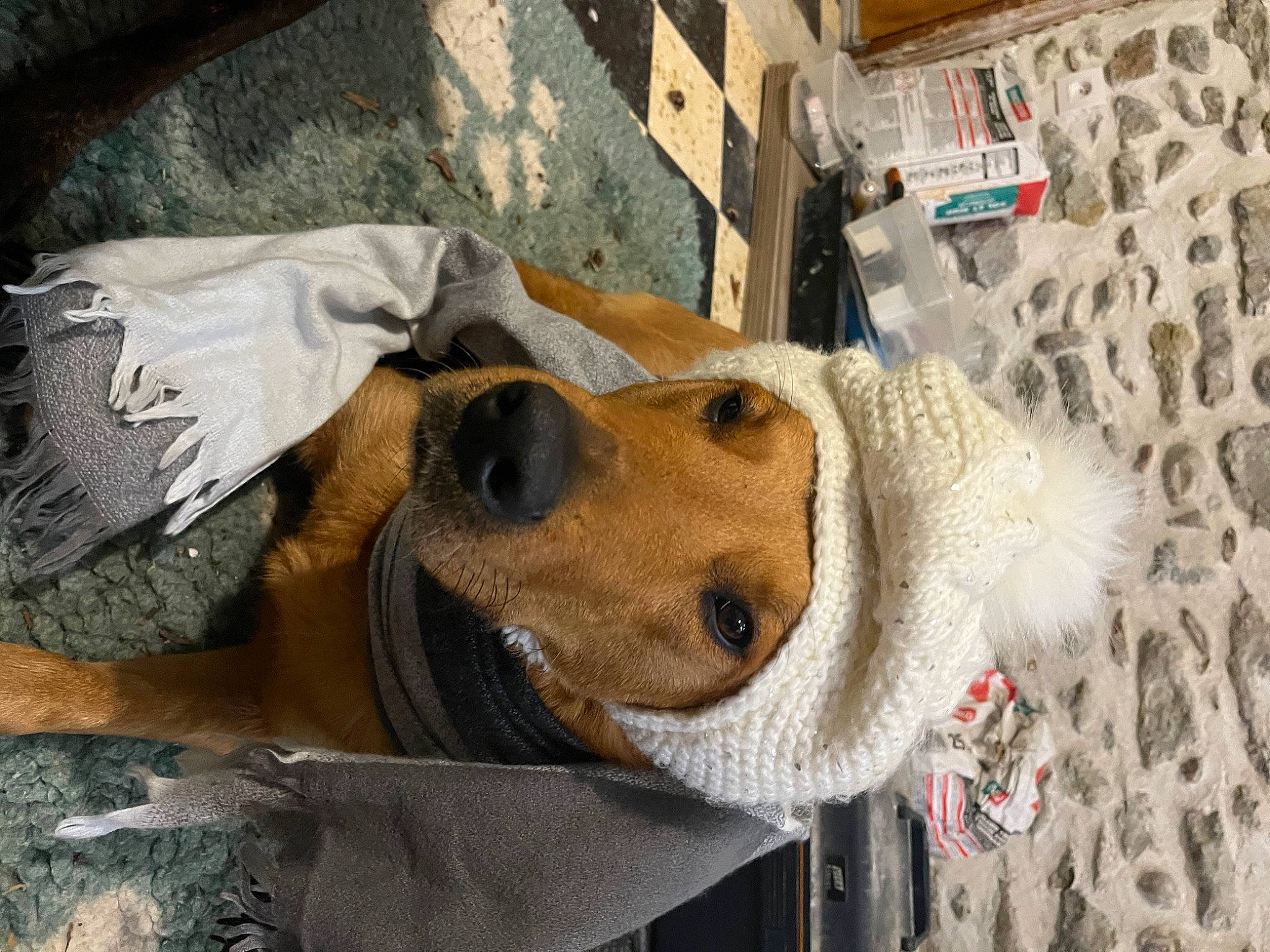 Naya a rejoint le concours — aidez-le/la à gagner de superbes lots ! canidae, carnivore, collar, companion_dog, dog, dog_breed, dog_supply, fawn, fur, selfie, smile, snout, sporting_group, window, working_animal