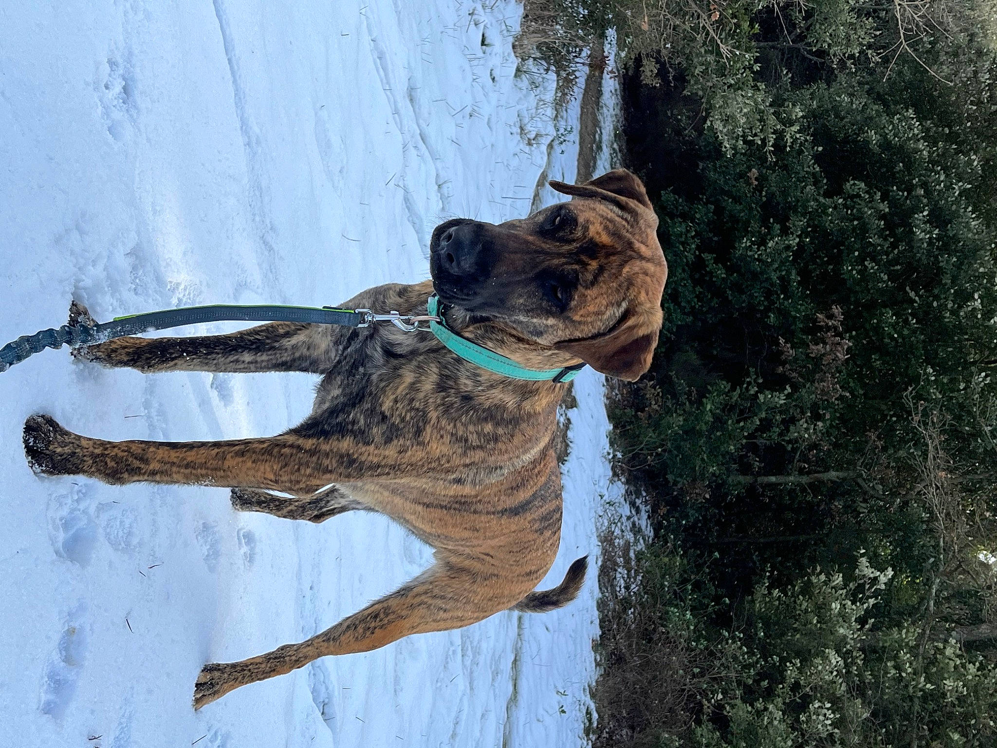 Naya a rejoint le concours — aidez-le/la à gagner de superbes lots ! canidae, carnivore, cimarron_uruguayo, collar, dog, dog_breed, dog_collar, fawn, giant_dog_breed, guard_dog, leash, rope, snout, snow, sporting_group, tail, tree, winter, working_animal, working_dog