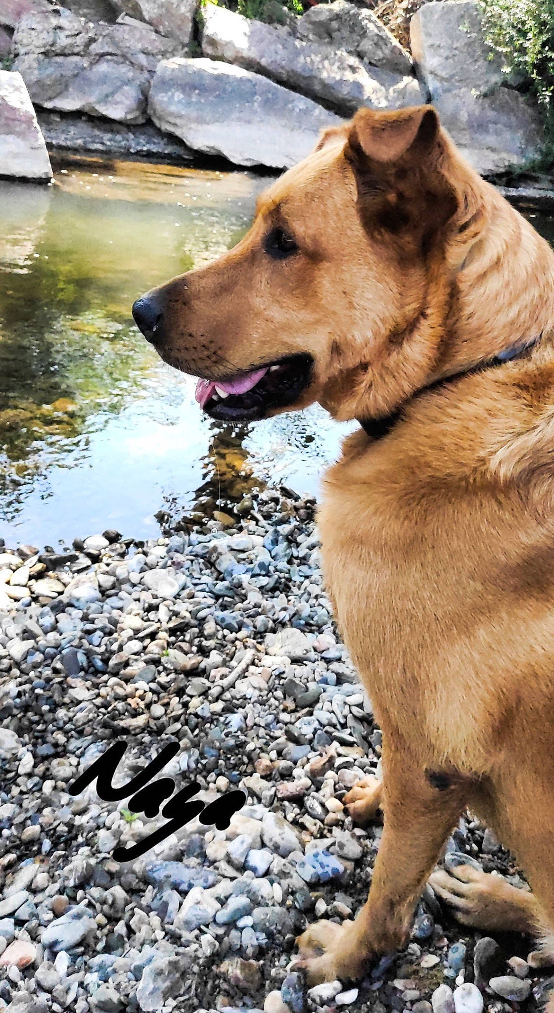 Naya participe au concours pour gagner de l'argent avec cette photo : adventure, canidae, carnivore, collar, companion_dog, dog, dog_breed, dog_collar, dog_hiking, fawn, guard_dog, leash, rock, snout, soil, sporting_group, tail, water, working_animal, working_dog