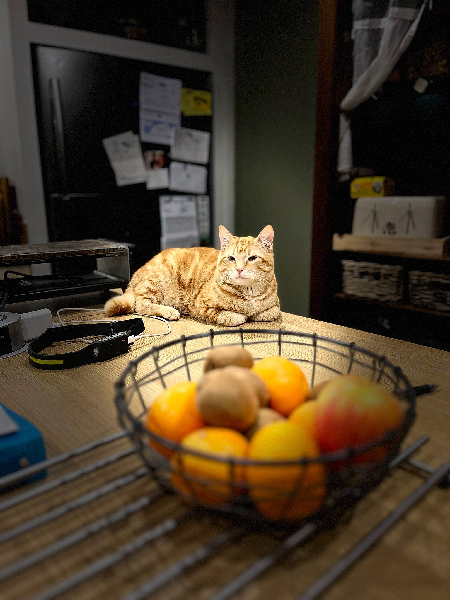 Chasushi a rejoint le concours — aidez-le/la à gagner de superbes lots ! ball, basket, bowl, carnivore, cat, comfort_food, cooking, cuisine, domestic_short_haired_cat, felidae, food, fur, ingredient, picture_frame, recipe, room, small_to_medium_sized_cats, tableware, whiskers, wood