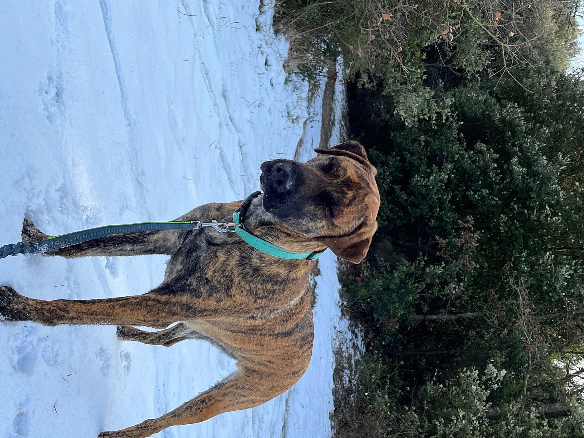 Sayko participe au concours pour gagner de l'argent avec cette photo : canidae, carnivore, cimarron_uruguayo, collar, dog, dog_breed, dog_collar, fawn, giant_dog_breed, guard_dog, leash, rope, sky, snout, snow, sporting_group, tail, tree, working_animal, working_dog