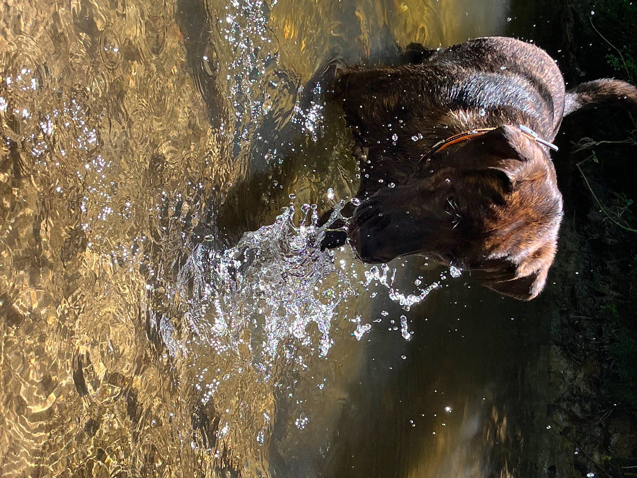 Samy a rejoint le concours — aidez-le/la à gagner de superbes lots ! elephant, formation, geology, metal, natural_landscape, reflection, rock, snout, soil, stream, sunlight, tail, terrestrial_animal, trunk, water, water_feature, watercourse, wildlife, wood, working_animal