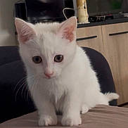 Mouiza participe au concours pour gagner de l'argent avec cette photo : cat, kitten, white_cat, pet, animal, sitting, bed, indoors, home, furniture, television, cabinet, white_fur, blue_eyes, pink_nose, whiskers, ears, tail, portrait, cute