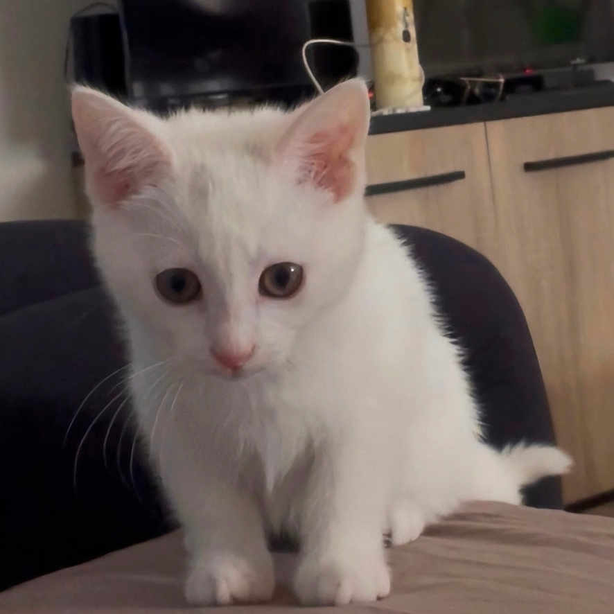 Mouiza participe au concours pour gagner de l'argent avec cette photo : cat, kitten, white_cat, pet, animal, sitting, bed, indoors, home, furniture, television, cabinet, white_fur, blue_eyes, pink_nose, whiskers, ears, tail, portrait, cute