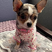 Picco is registered to the contest to win money with this photo: animal, blanket, chair, chihuahua, clothing, collar, cozy, cute, dog, ears, fur, indoor, necklace, pajamas, pattern, pearl, pet, pink, puppy, small_dog