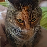 Laya a rejoint le concours — aidez-le/la à gagner de superbes lots ! cat, tabby_cat, indoor, bed, person, blurred_background, whiskers, fur, ears, eyes, face, furniture, home, cozy, soft_lighting, animal, pet, domestic, resting, portrait