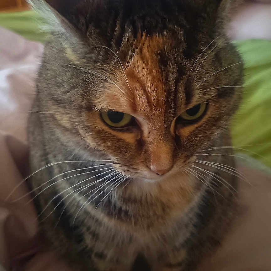 Laya a rejoint le concours — aidez-le/la à gagner de superbes lots ! animal, bed, blurred_background, cat, cozy, domestic, ears, eyes, face, fur, furniture, home, indoor, person, pet, portrait, resting, soft_lighting, tabby_cat, whiskers