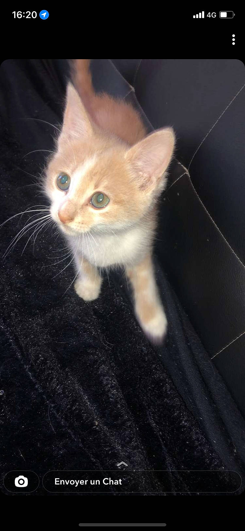 Crystal a rejoint le concours — aidez-le/la à gagner de superbes lots ! asphalt, carnivore, cat, claw, domestic_short_haired_cat, fawn, felidae, fur, paw, road_surface, small_to_medium_sized_cats, snout, tail, terrestrial_animal, whiskers, window, windshield, wood