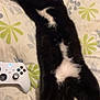 Shadow is registered to the contest to win money with this photo: carnivore, cat, claw, comfort, domestic_short_haired_cat, felidae, foot, fur, game_controller, gesture, human_leg, input_device, mammal, paw, small_to_medium_sized_cats, tail, vertebrate, video_game_accessory, whiskers, white