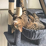 Uris participe au concours pour gagner de l'argent avec cette photo : cat, tabby, cat_tree, hammock, indoor, pet, feline, playful, resting, upside_down, fur, green_eyes, scratching_post, cozy, home, animal, cute, relaxed, whiskers, claws