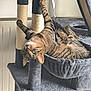 cat, tabby, cat_tree, hammock, indoor, pet, feline, playful, resting, upside_down, fur, green_eyes, scratching_post, cozy, home, animal, cute, relaxed, whiskers, claws