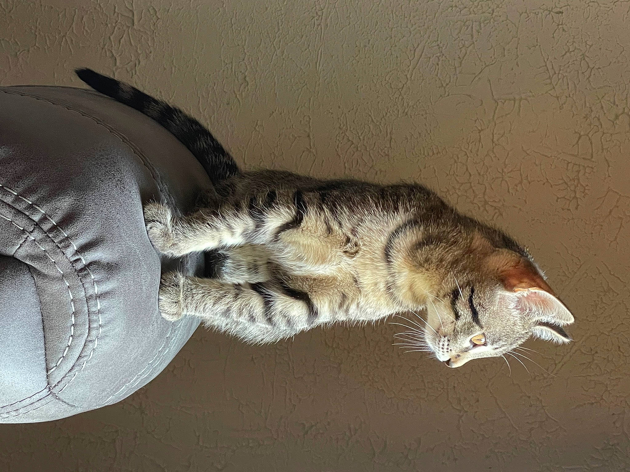 Twig is registered to the contest to win money with this photo: art, carnivore, cat, claw, domestic_short_haired_cat, eye, felidae, fur, gesture, jaw, nile_crocodile, paw, reptile, sculpture, small_to_medium_sized_cats, snout, tail, whiskers, wildlife, wood