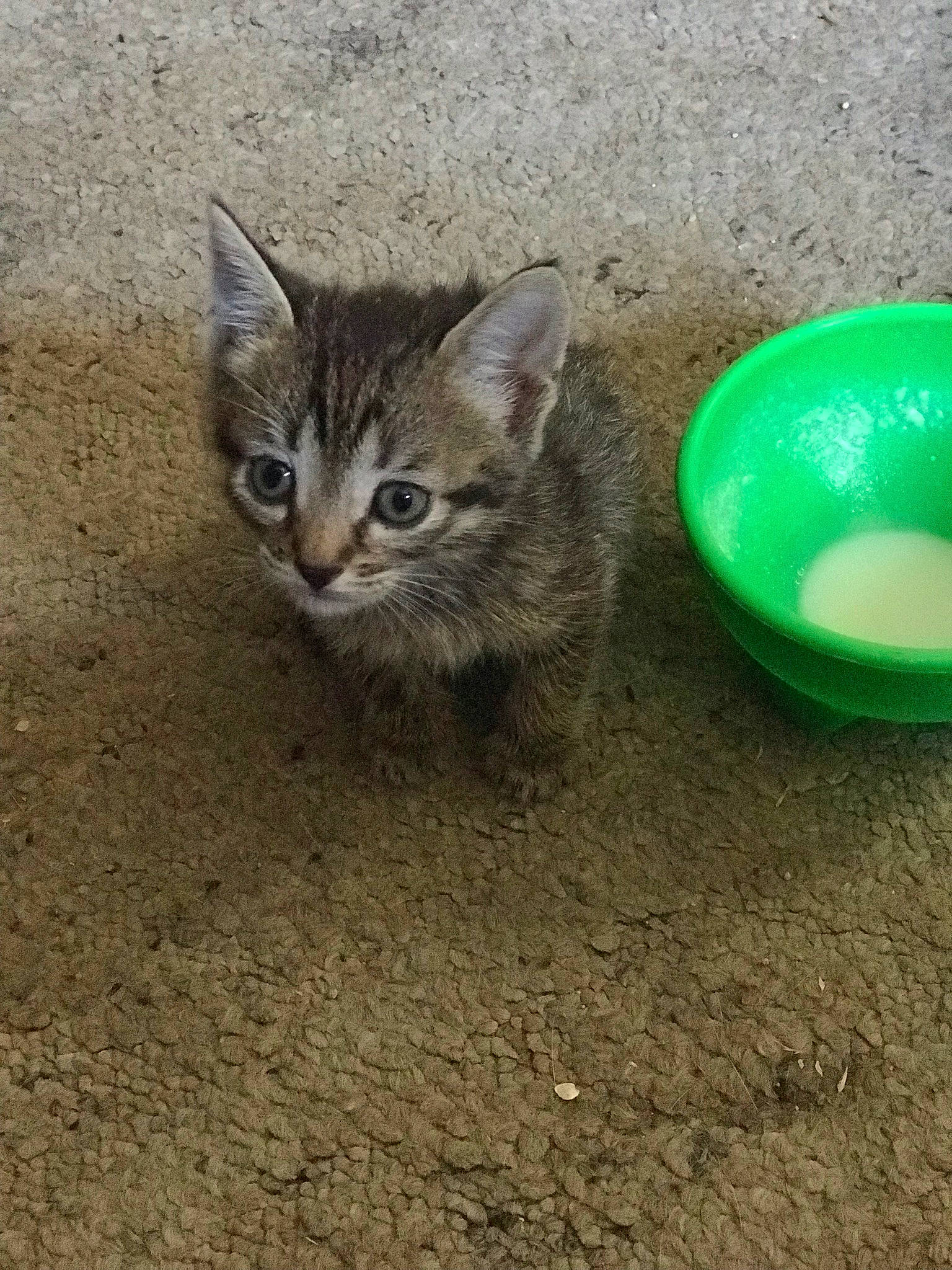 Twig is registered to the contest to win money with this photo: carnivore, cat, cat_supply, cat_toy, circle, domestic_short_haired_cat, felidae, grass, liquid, mixing_bowl, paw, pet_supply, sand, serveware, small_to_medium_sized_cats, soil, tableware, tail, terrestrial_animal, whiskers