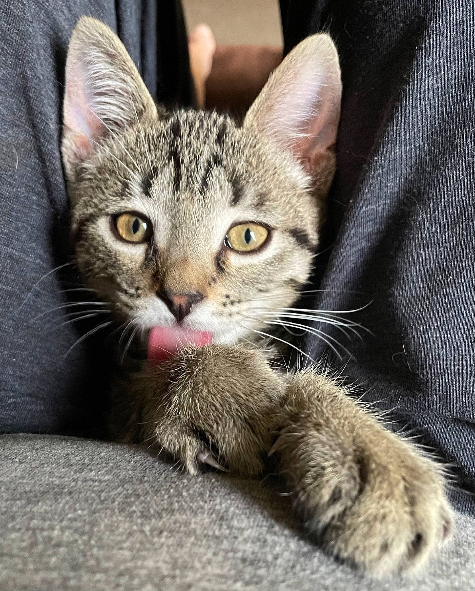 Twig joined the competition — help win amazing prizes! carnivore, cat, claw, comfort, domestic_short_haired_cat, felidae, foot, fur, paw, sitting, small_to_medium_sized_cats, tail, terrestrial_animal, whiskers, wildlife