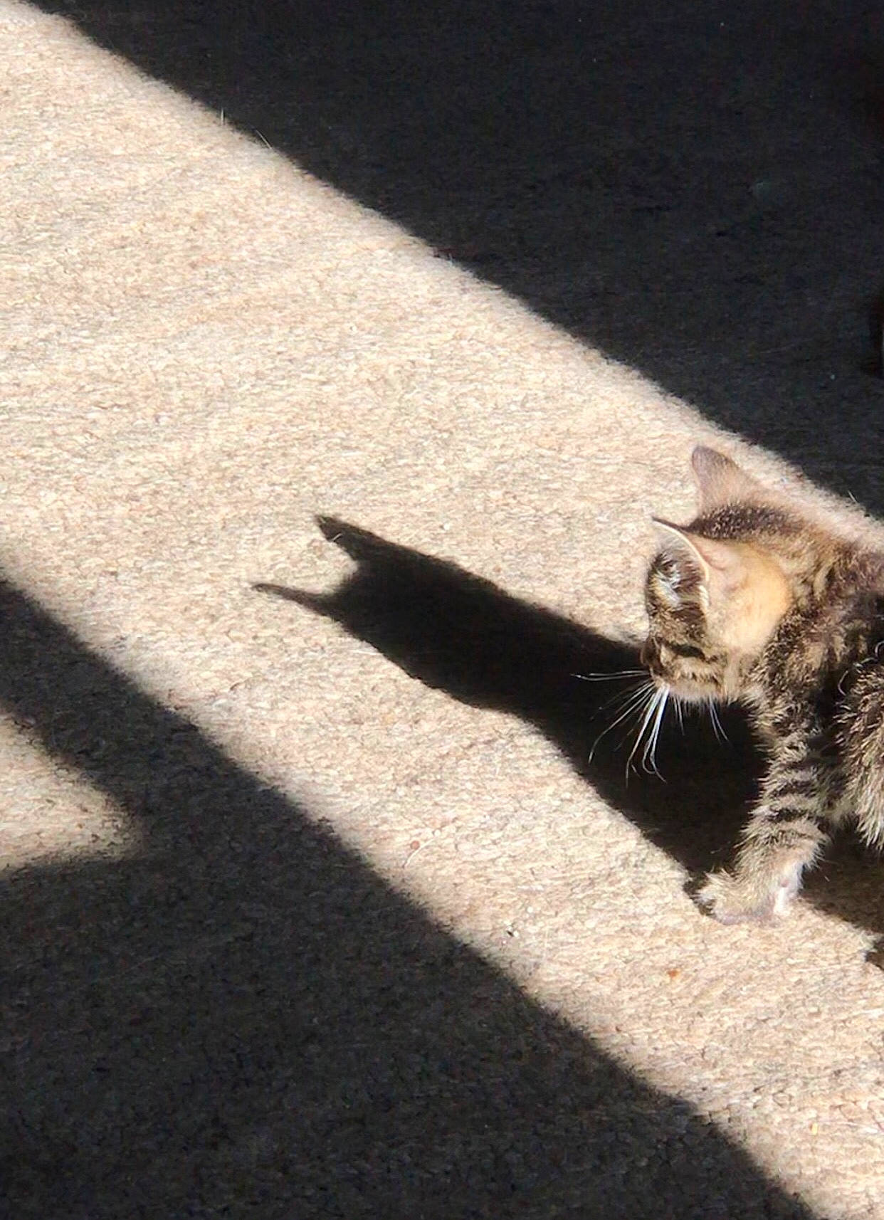 Twig is registered to the contest to win money with this photo: asphalt, carnivore, claw, felidae, flooring, foot, fur, grass, grey, monochrome_photography, procyonidae, road, road_surface, shadow, small_to_medium_sized_cats, tail, terrestrial_animal, tints_and_shades, whiskers, wood