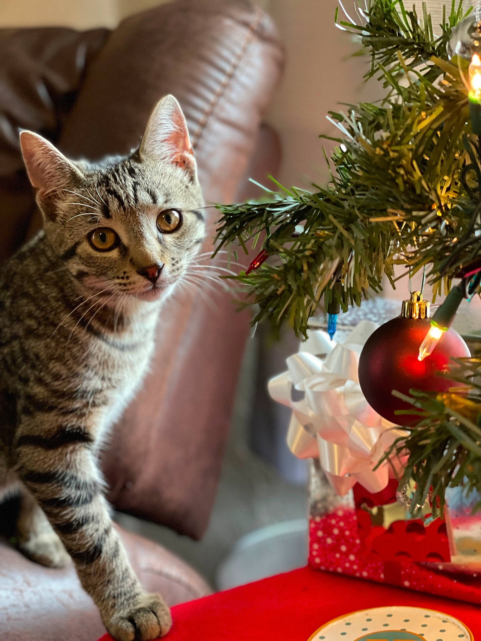 Twig is registered to the contest to win money with this photo: carnivore, cat, christmas_decoration, christmas_ornament, christmas_tree, decoration, event, evergreen, fawn, felidae, fur, holiday, holiday_ornament, ornament, plant, small_to_medium_sized_cats, toy, tree, whiskers, window