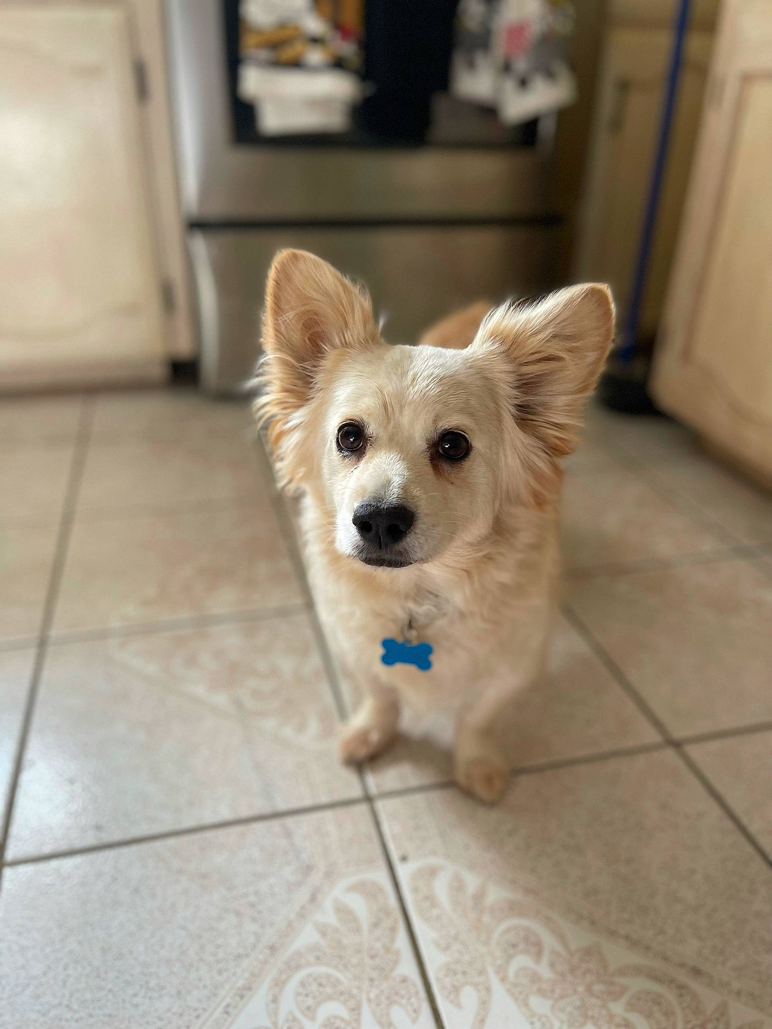 Bane joined the competition — help win amazing prizes! ball, carnivore, collar, companion_dog, dog, dog_breed, dog_supply, door, fawn, flooring, fur, german_spitz, pomeranian, snout, spitz, tail, toy_dog, whiskers, wood, working_animal