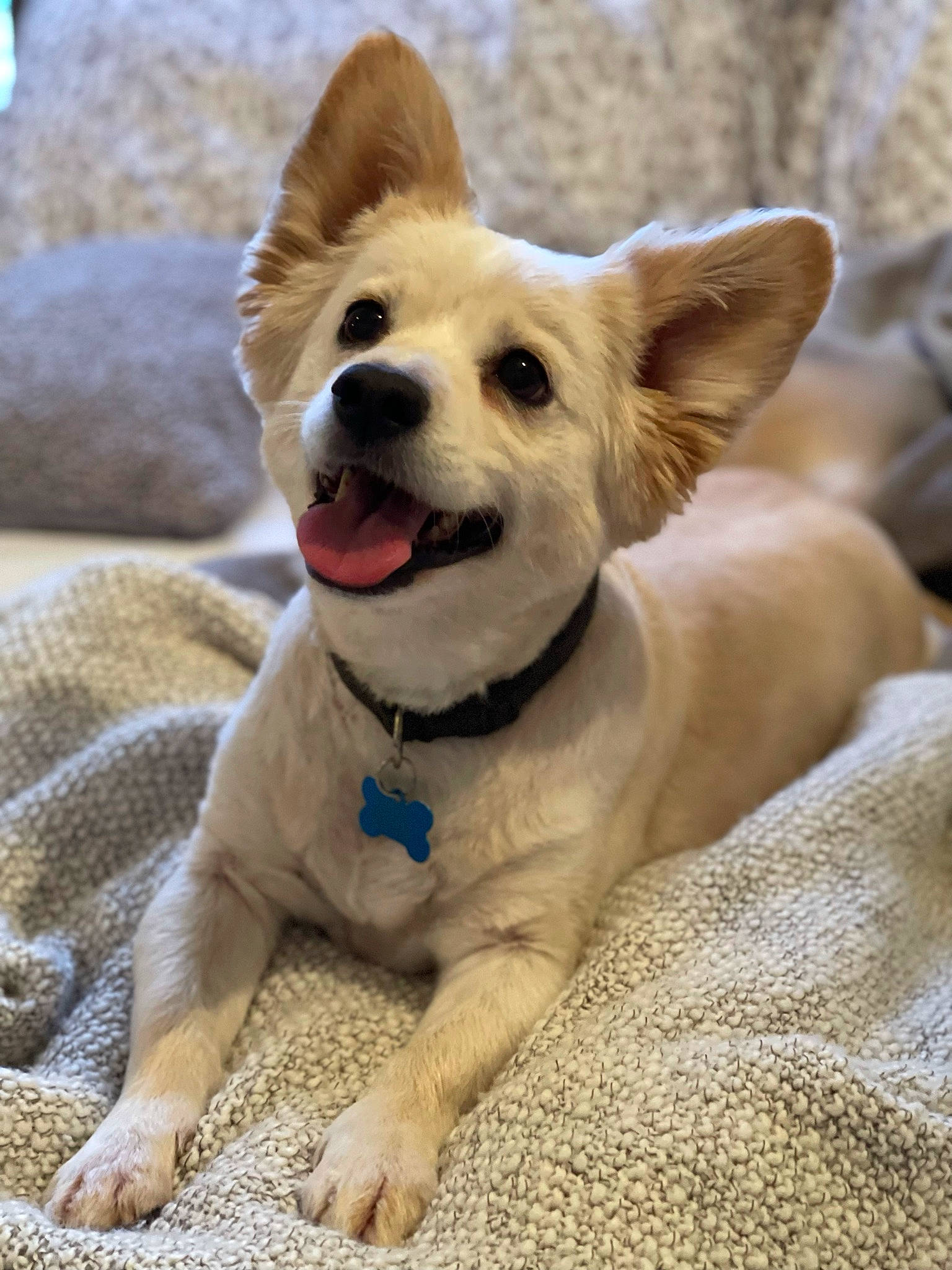 Bane is registered to the contest to win money with this photo: adventure, canidae, carnivore, collar, companion_dog, dog, dog_breed, dog_collar, dog_supply, fawn, fur, happy, herding_dog, paw, snout, sporting_group, tail, terrestrial_animal, whiskers, working_animal