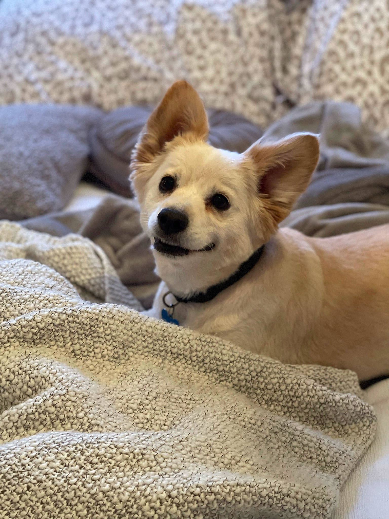 Bane joined the competition — help win amazing prizes! ancient_dog_breeds, canidae, carnivore, comfort, companion_dog, corgi_chihuahua, dog, dog_breed, ear, fawn, fur, non_sporting_group, spitz, sporting_group, tail, terrestrial_animal, toy_dog, whiskers, wood, working_animal