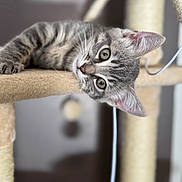 Palma a rejoint le concours — aidez-le/la à gagner de superbes lots ! animal, background_blur, cat, cat_tree, close_up, cozy, curious, cute, ears, feline, gray_cat, indoor, kitten, paw, pet, relaxed, soft_light, tabby, whiskers, young_cat