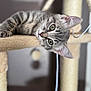 animal, background_blur, cat, cat_tree, close_up, cozy, curious, cute, ears, feline, gray_cat, indoor, kitten, paw, pet, relaxed, soft_light, tabby, whiskers, young_cat